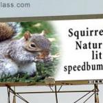 squirrel9