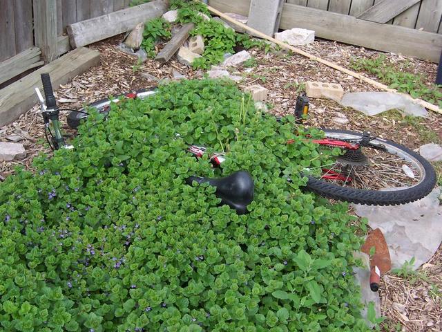 bike plant