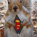 super-squirrel.jpg