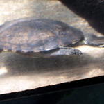 chicago aquarium 060.jpg