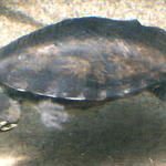 chicago aquarium 061.jpg