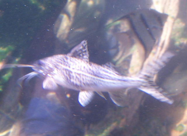 chicago aquarium 063.jpg