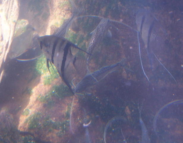 chicago aquarium 064.jpg