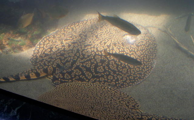 chicago aquarium 066.jpg