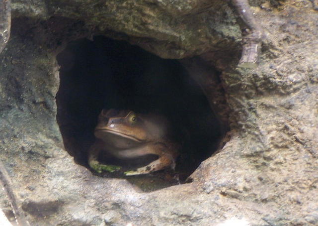 chicago aquarium 068.jpg