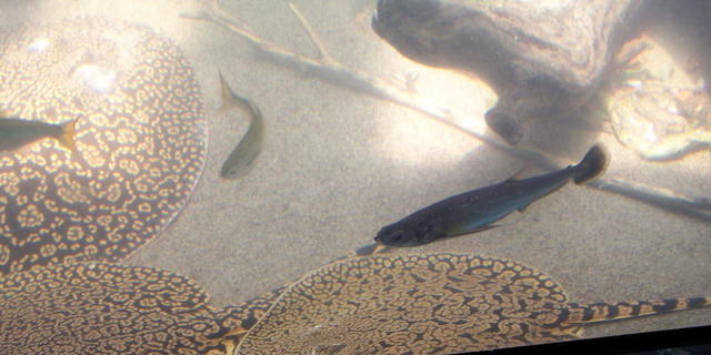 chicago aquarium 072.jpg