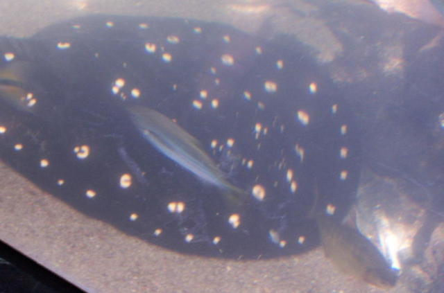 chicago aquarium 075.jpg