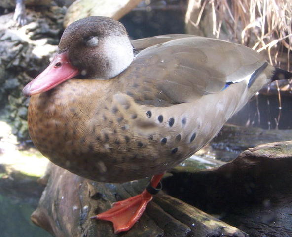 chicago aquarium 077.jpg