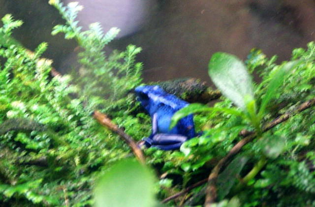 chicago aquarium 087.jpg