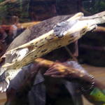 chicago aquarium 093.jpg