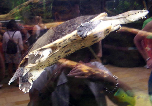 chicago aquarium 093.jpg