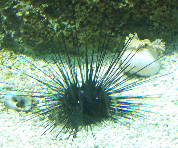 chicago aquarium 099.jpg