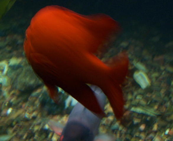 chicago aquarium 112.jpg