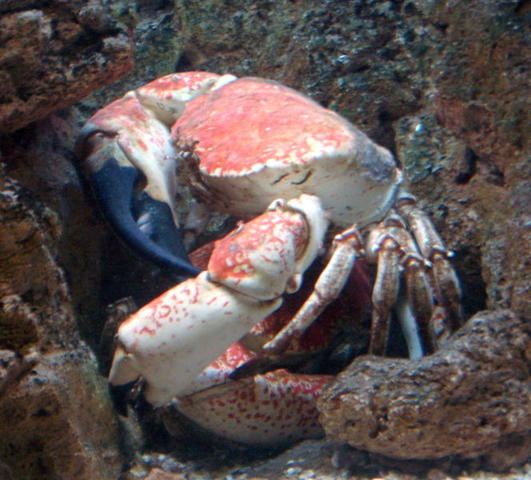 chicago aquarium 114.jpg