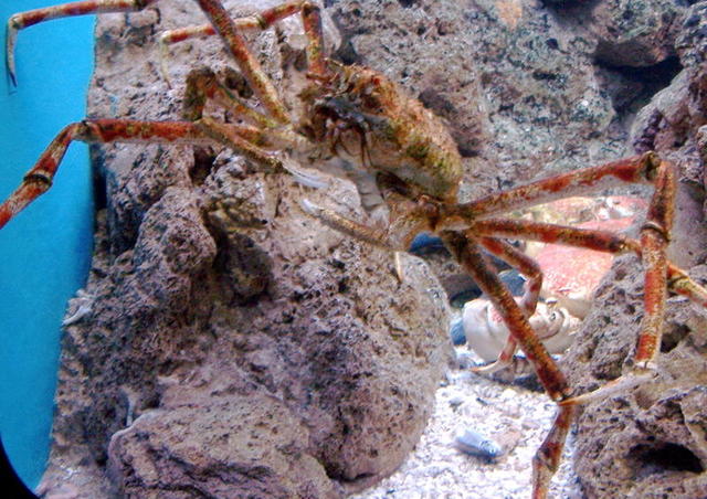 chicago aquarium 113_1.jpg