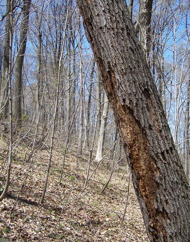100_2684.JPG