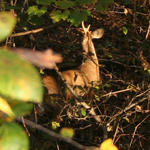 Deer1