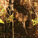 Deer2