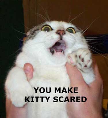 kittyscared