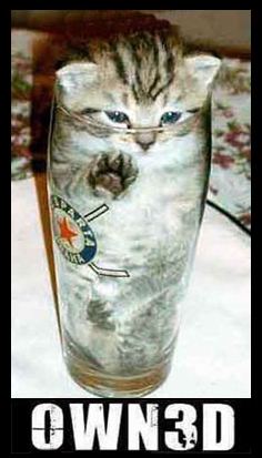 CAT IN GLASS