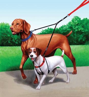 DD-LEASH-Sporn-Double-Dog-Leash-Double-dog-leash-for-walking-two-dogs