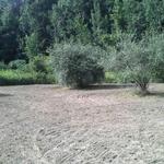 food plot