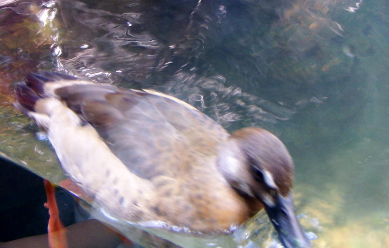 chicago aquarium 069.jpg