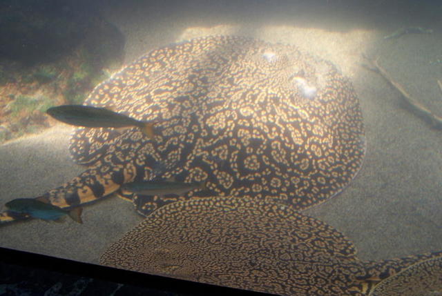 chicago aquarium 071.jpg