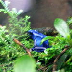chicago aquarium 087.jpg